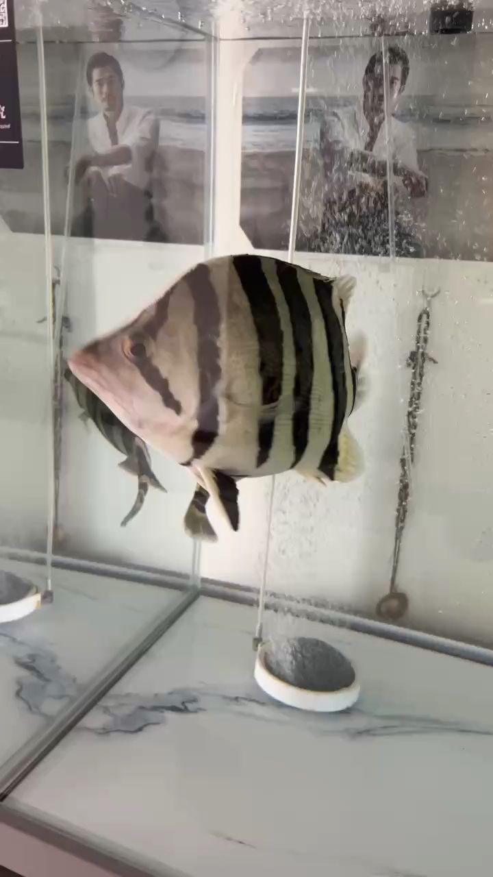 魚缸過濾器選購指南:自制魚缸過濾器魚缸上置過濾器對于養魚愛好者的必備知識 虎魚的狀態 龍魚論壇 虎魚的狀態 虎魚的狀態 龍魚論壇
