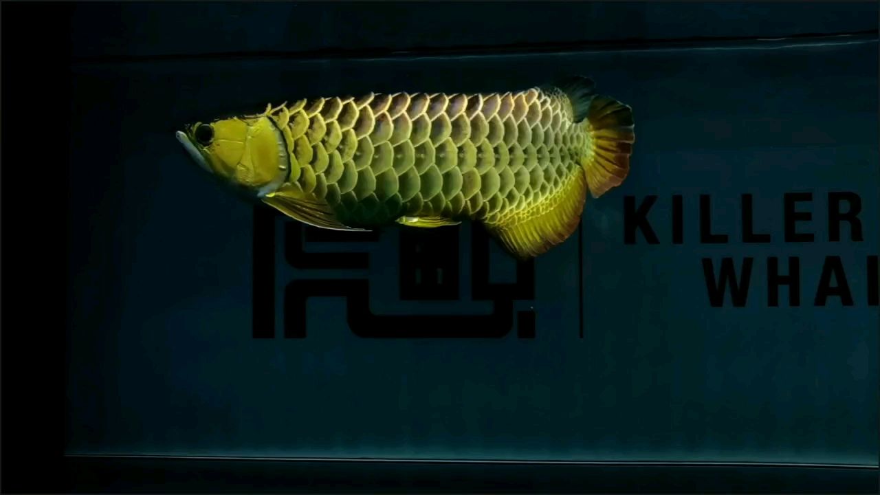 古典~昆侖 龍魚論壇 第1張 古典~昆侖 古典~昆侖 龍魚論壇 第1張