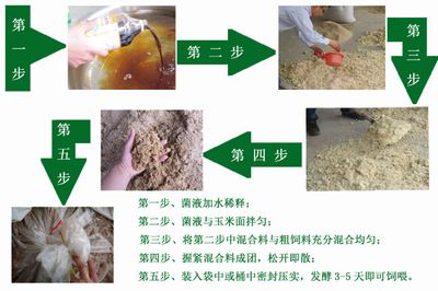 龍魚怎么開食最好：龍魚開食，開啟水族喂養的關鍵一步