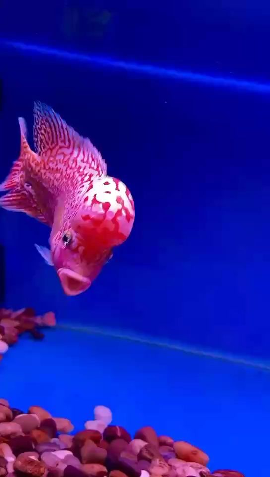 大家給看看火鳳凰怎么樣