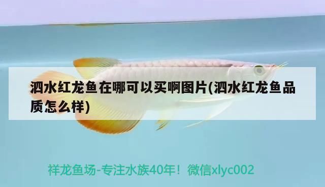 泗水紅龍魚在哪可以買啊圖片(泗水紅龍魚品質怎么樣)