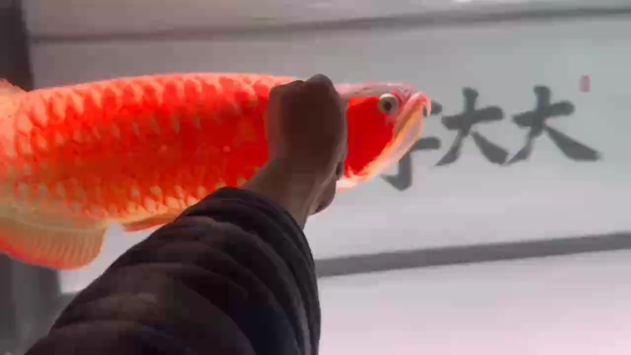 滿片rsk兜兜登場[se]
