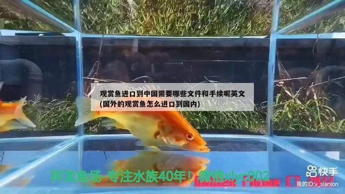 龍魚怎么分雌雄圖片：龍魚雌雄之分，探尋水族世界的性別奧秘