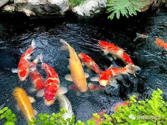 龍魚怎么繁殖出來的圖片大全：探秘龍魚繁殖，生命誕生背后的神秘與奇妙