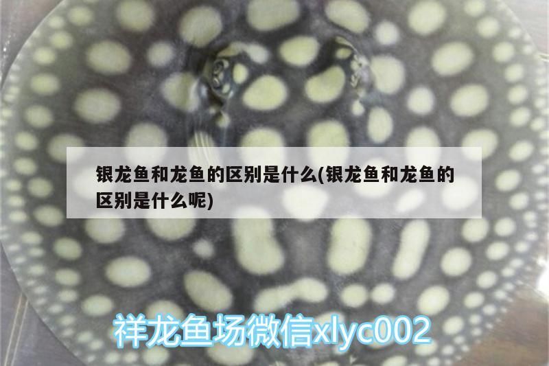 銀龍魚和龍魚的區別是什么(銀龍魚和龍魚的區別是什么呢)