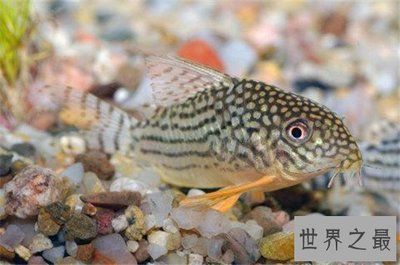 高價值觀賞魚有哪些（農村常見高價值觀賞魚）