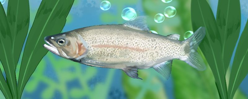 成都魚缸定制廠家有哪些品牌好的（成都魚缸廠家批發(fā)）