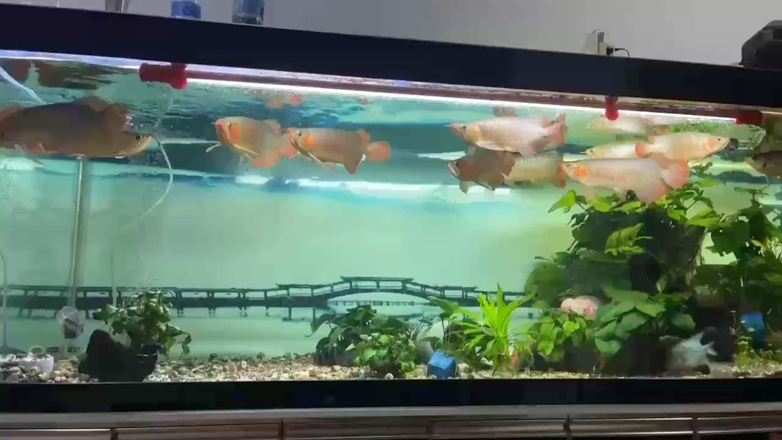 魚多也是煩惱