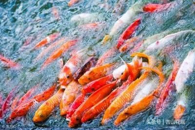 觀賞魚產(chǎn)業(yè)的發(fā)展前景（觀賞魚產(chǎn)業(yè)的發(fā)展前景是樂觀的）