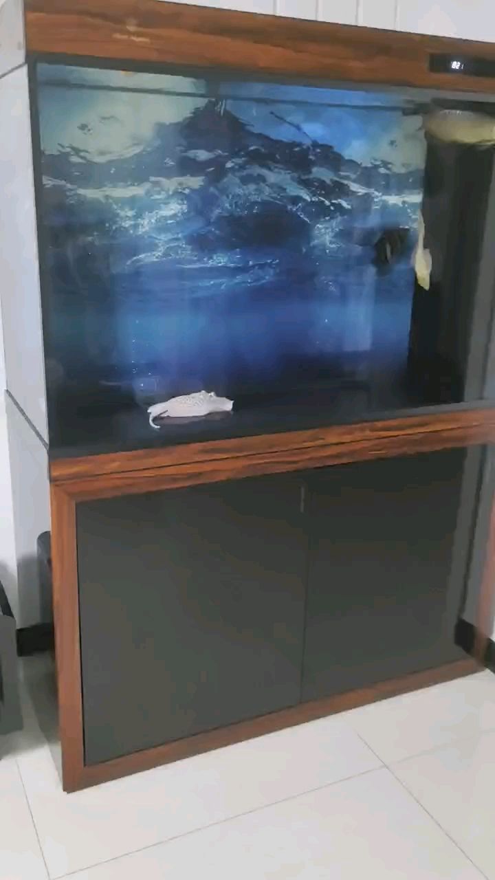 白子魟魚安全入缸[huaixiao]
