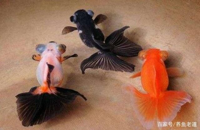 龍魚在哪里繁殖的：探秘龍魚的繁殖之地，神秘水族的繁衍奧秘