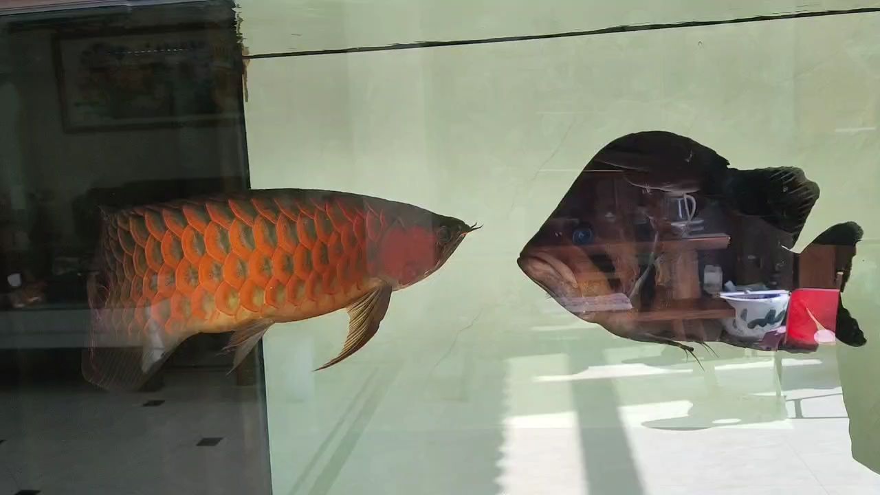 很紅
