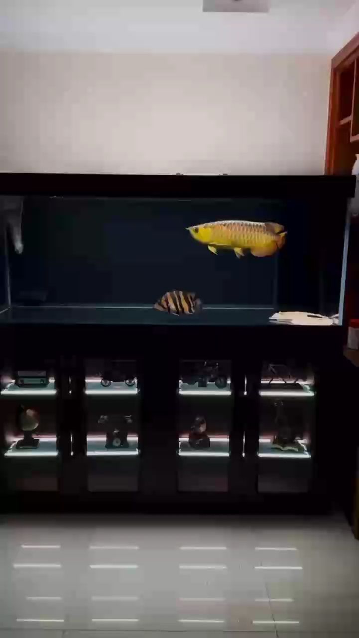 喝茶賞魚