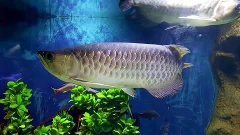 龍魚在多少溫度養合適呢：龍魚適宜養殖溫度全解析，守護水中嬌客的溫暖家園
