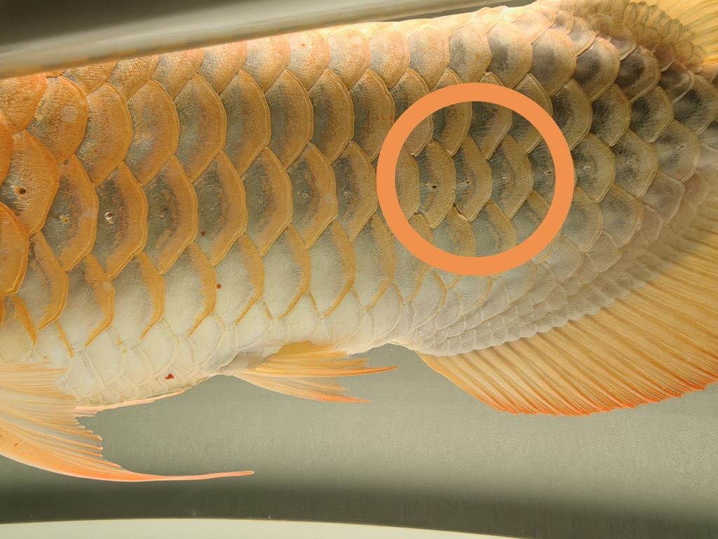 龍魚鱗片