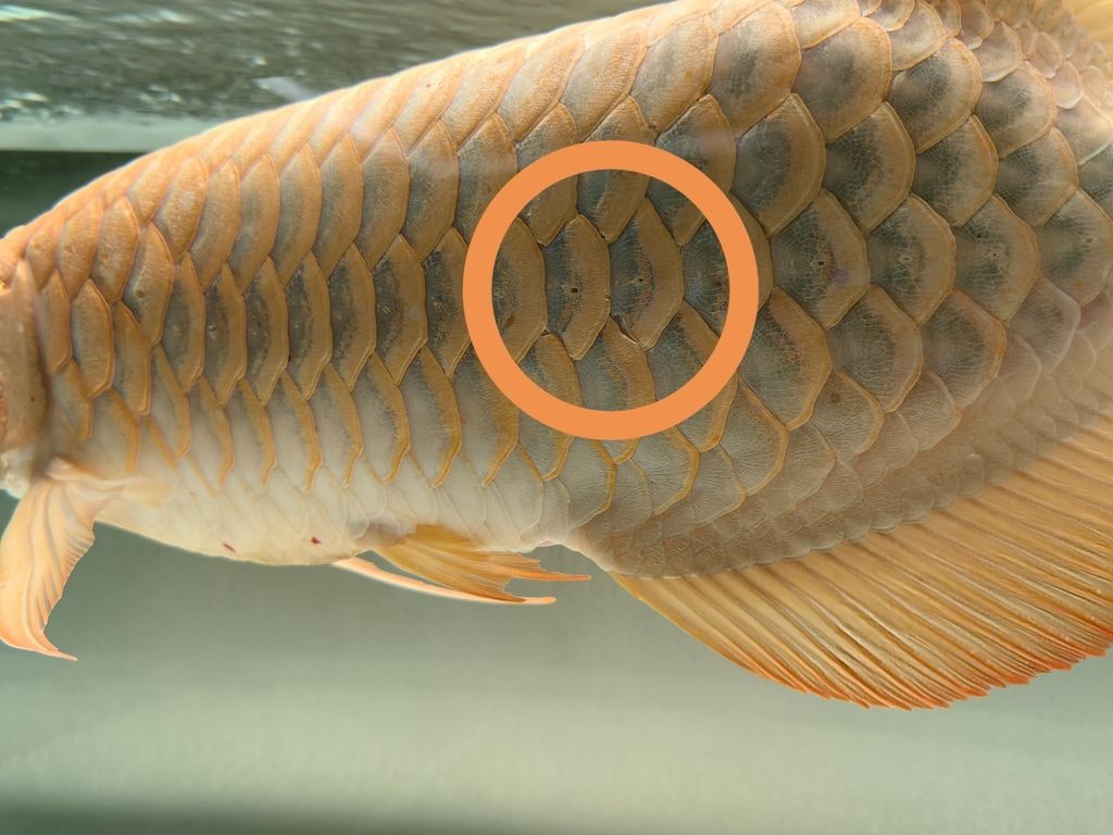 龍魚鱗片