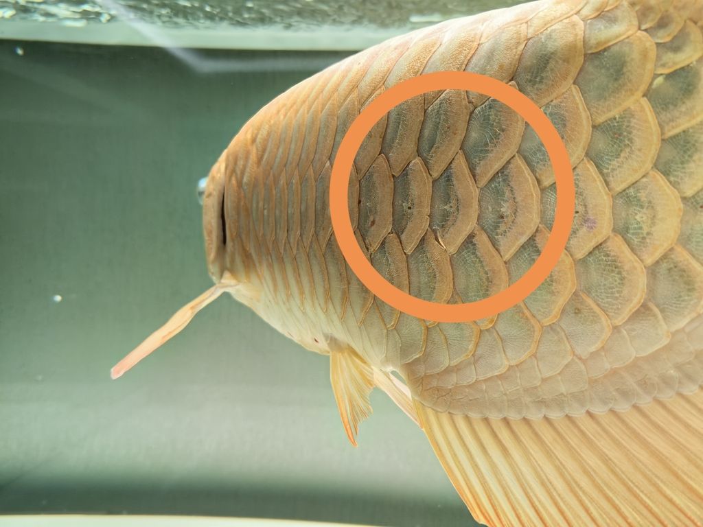 龍魚鱗片