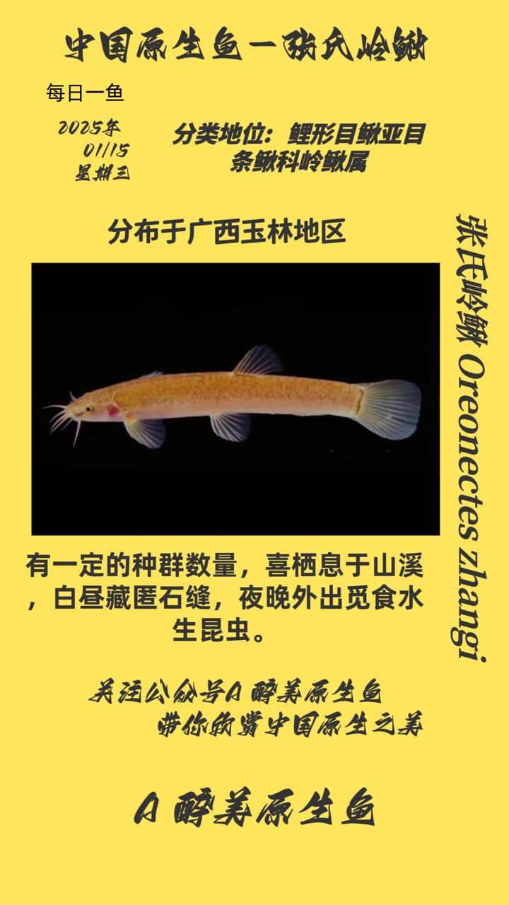 張氏嶺鰍