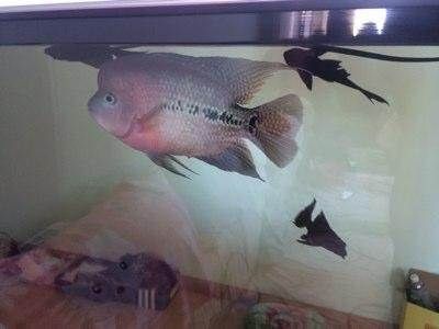 互動觀賞魚排行(地圖魚和地圖魚的區別) 赤元素 第3張 互動觀賞魚排行(地圖魚和地圖魚的區別) 互動觀賞魚排行(地圖魚和地圖魚的區別) 赤元素 第3張