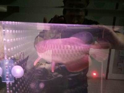 互動觀賞魚排行（地圖魚和地圖魚的區別） 互動觀賞魚排行（地圖魚和地圖魚的區別） 赤元素 第2張