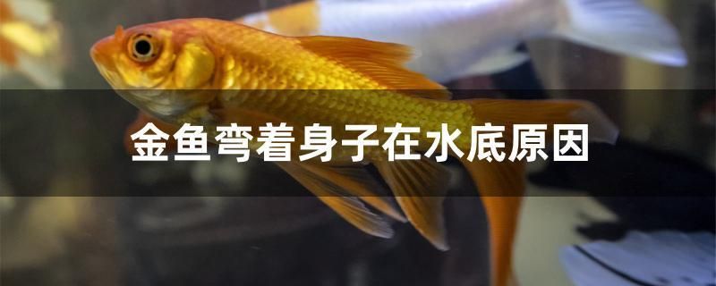 金魚彎著身子在水底原因