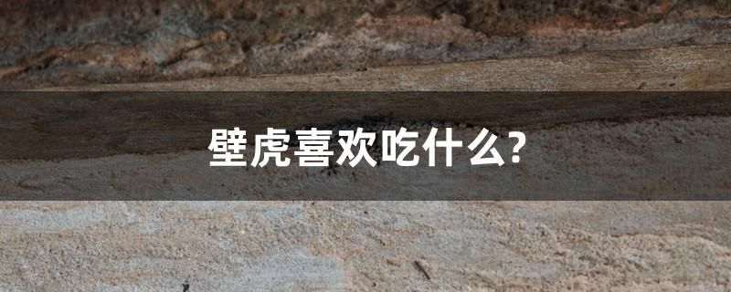 壁虎喜歡吃什么？