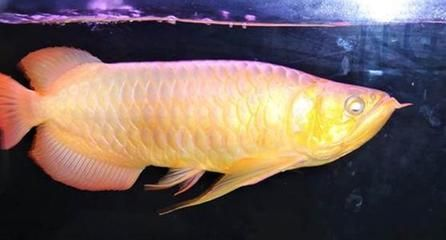 龍魚(yú)與鸚鵡魚(yú)混養(yǎng)怎樣喂食好呢：龍魚(yú)與鸚鵡魚(yú)混養(yǎng)的科學(xué)喂食指南