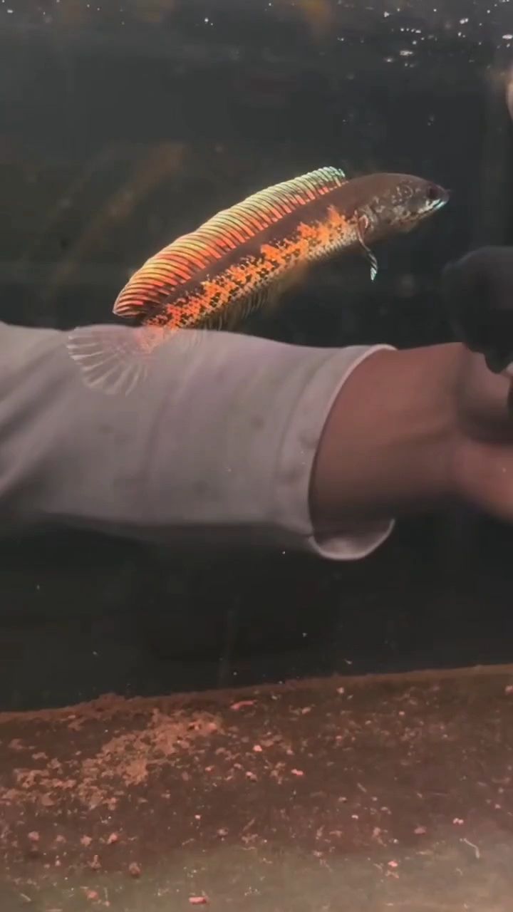 斗志昂揚