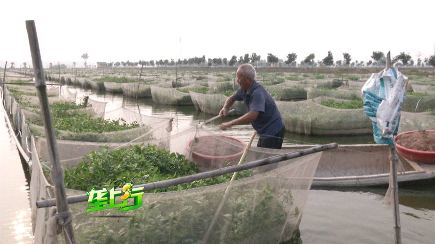 龍魚與什么魚混養(yǎng)最好呢圖片：龍魚混養(yǎng)，探尋最佳搭檔的奇妙之旅 龍魚與什么魚混養(yǎng)最好呢圖片：龍魚混養(yǎng)，探尋最佳搭檔的奇妙之旅 龍魚百科 第2張