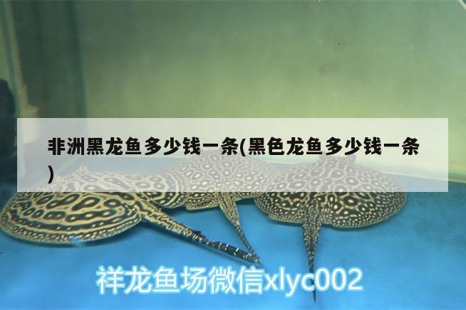 問下大神孟吉爾小孟和F1哪個好？