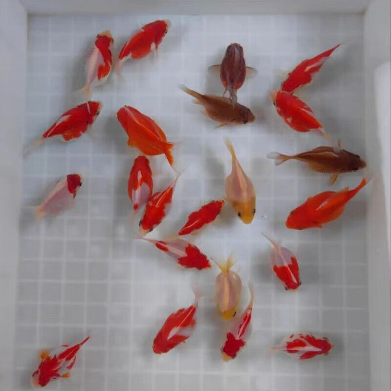 龍魚與什么魚混養好看一點呢：龍魚混養之美，探尋最佳搭配伙伴