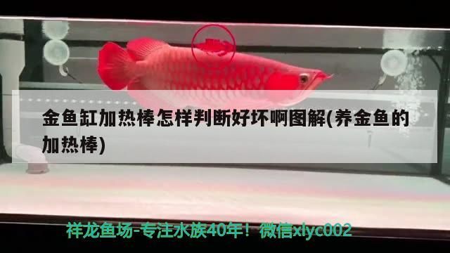 金魚缸加熱棒怎樣判斷好壞啊圖解(養金魚的加熱棒)