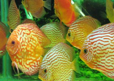 龍魚與地圖魚能否混養呢視頻：龍魚與地圖魚混養探秘，水下江湖的和諧共處之道
