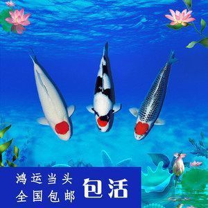 龍魚魚苗怎么養(yǎng)好看圖片：養(yǎng)出絢麗龍魚，點亮水族世界