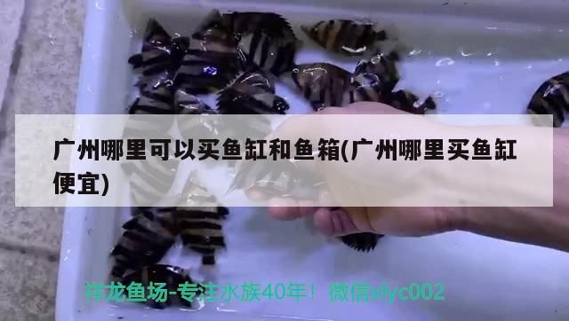 廣州哪里可以買魚缸和魚箱(廣州哪里買魚缸便宜)