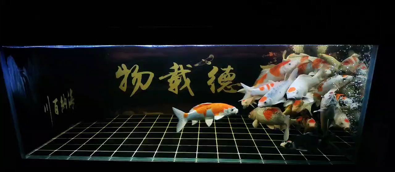 記錄一下。 記錄一下。 龍魚論壇