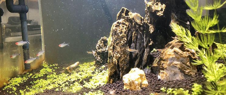 龍魚(yú)魚(yú)苗批發(fā)價(jià)格表大全：龍魚(yú)魚(yú)苗批發(fā)價(jià)格表，市場(chǎng)行情與選購(gòu)要點(diǎn)深度剖析