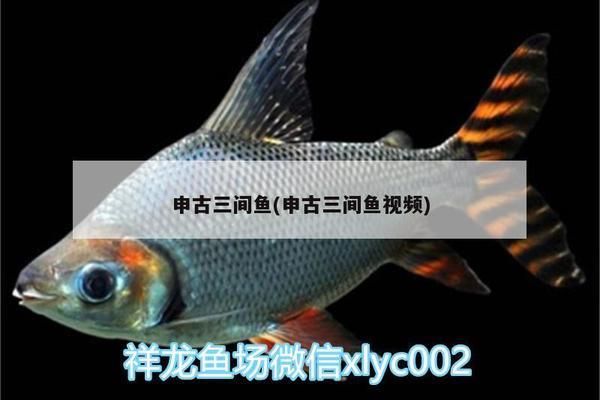 龍魚魚苗批發廠家地址電話：探尋龍魚魚苗批發廠家地址，開啟龍魚養殖的寶藏之旅
