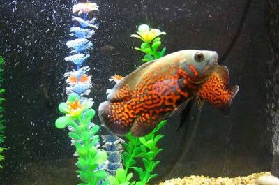 龍魚魚苗多大能繁殖了呢：龍魚魚苗成長至繁殖期的奧秘