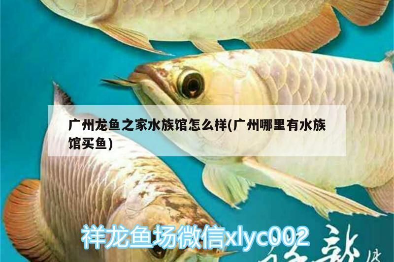 廣州龍魚之家水族館怎么樣(廣州哪里有水族館買魚) 廣州龍魚之家水族館怎么樣(廣州哪里有水族館買魚) 龍魚之家