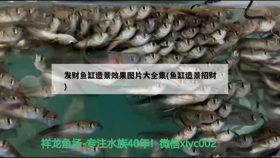 發財魚缸造景效果圖片大全集(魚缸造景招財)