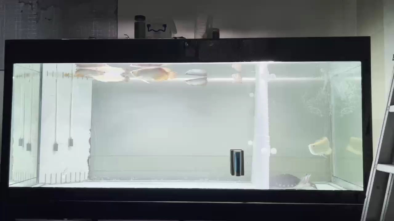 飯后魚兒的休閑時光[aini]