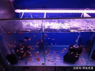 龍魚魚鱗潰爛了怎么治療好：龍魚魚鱗潰爛的救治方法與注意事項