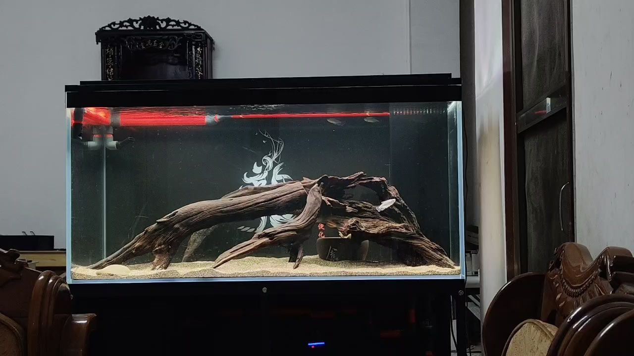 生態龍魚缸配什么水草好呢