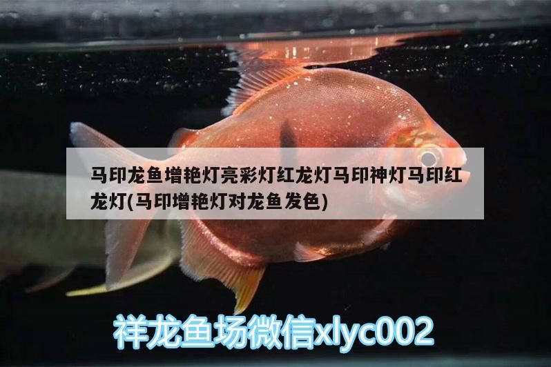 馬印龍魚增艷燈亮彩燈紅龍燈馬印神燈馬印紅龍燈(馬印增艷燈對(duì)龍魚發(fā)色)