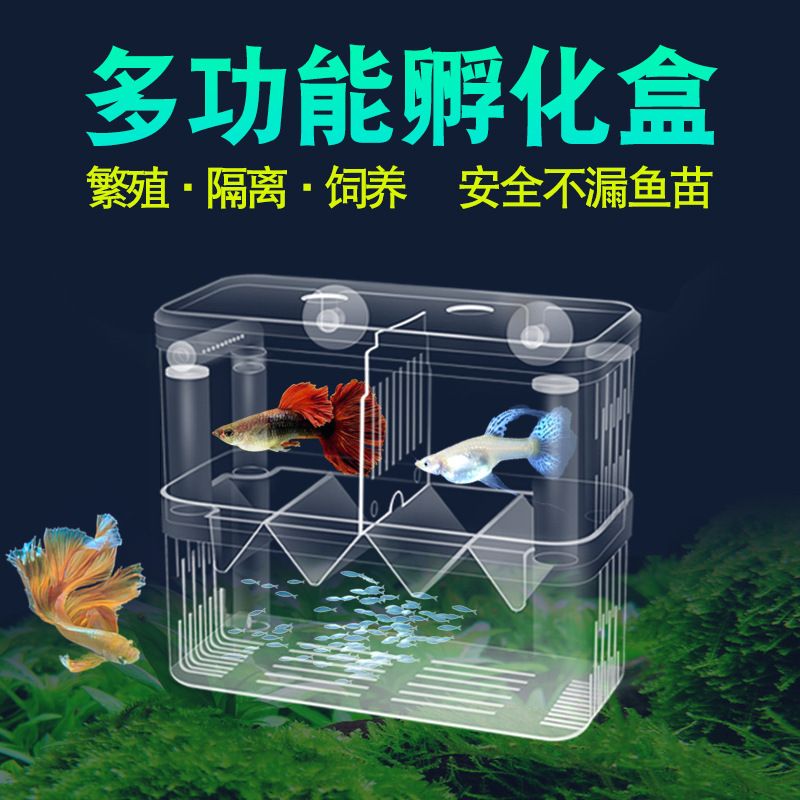 龍魚魚缸換水怎么換圖解視頻：龍魚魚缸換水全攻略，圖解讓你輕松上手