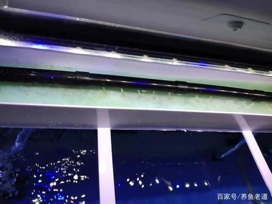 龍魚魚缸多大合適養魚：龍魚魚缸，探尋最適配的尺寸奧秘