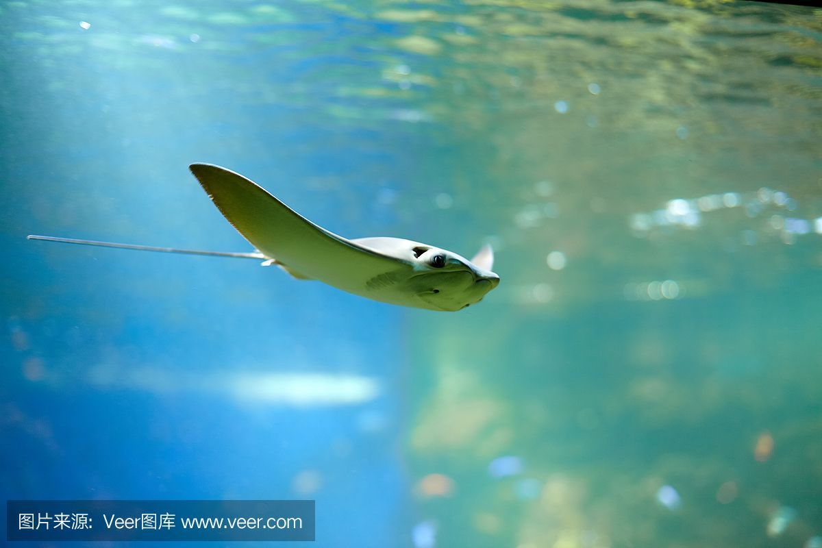 魟魚在水面上游正常嗎：魟魚在水面上游正常嗎[需手動(dòng)填充]魚在水面上游可能有多種原因