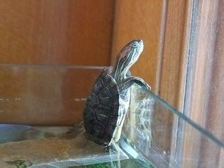 龍魚(yú)幼苗怎么養(yǎng)護(hù)和管理：龍魚(yú)幼苗養(yǎng)護(hù)指南，開(kāi)啟龍魚(yú)璀璨一生的關(guān)鍵之旅