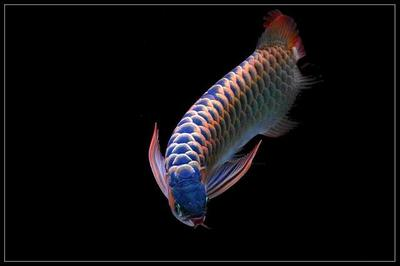 龍魚幼苗圖片大全欣賞視頻：龍魚幼苗圖片大全欣賞，探尋水中精靈的初始之美